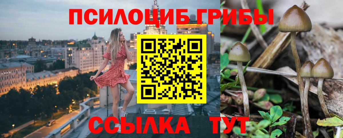 Гурьевск  Галлюциногенные грибы Cubensis  Вход с VPN 